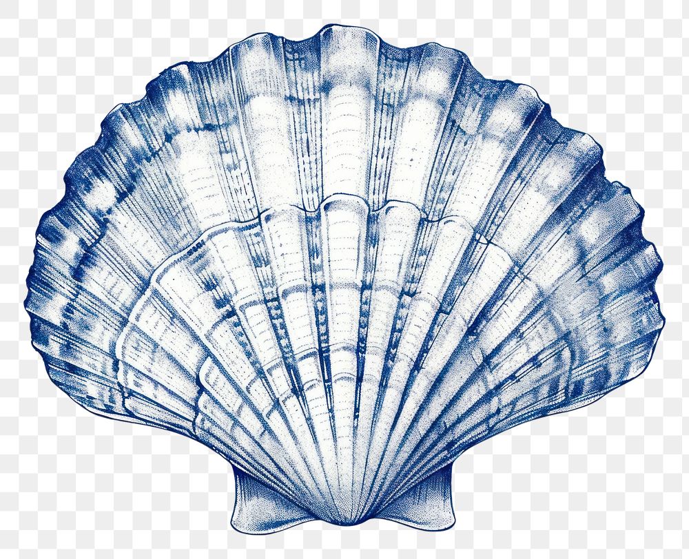PNG  Antique of shell clam blue white background.