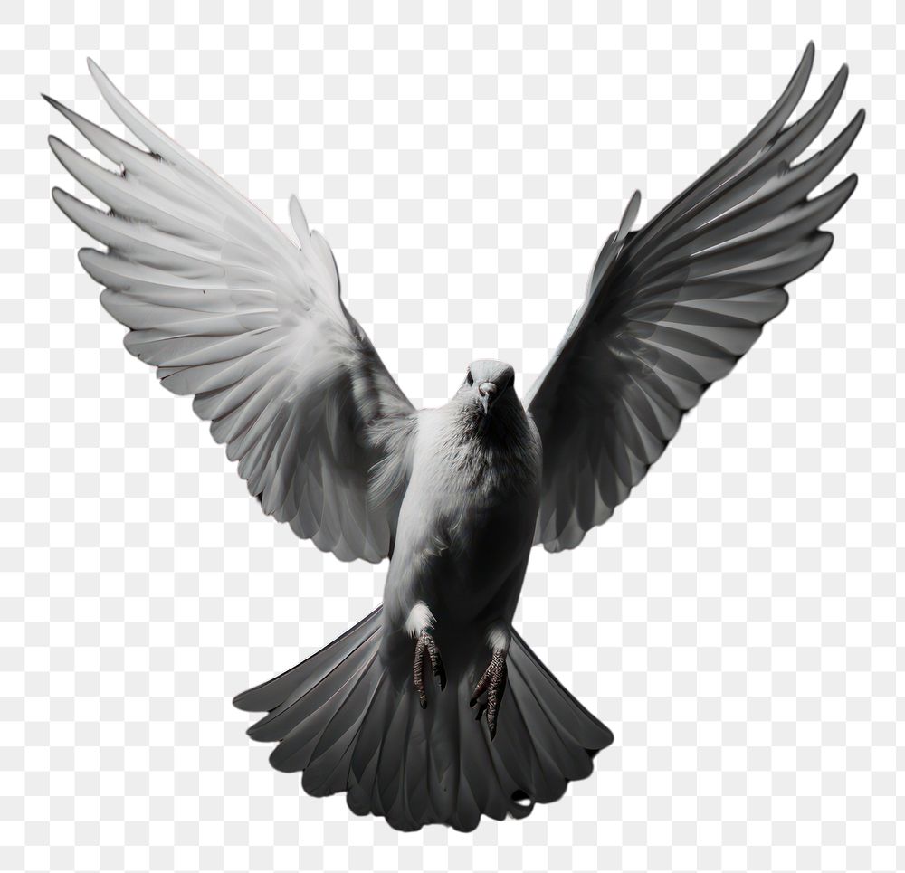 PNG  A white pegeon flying animal motion black.