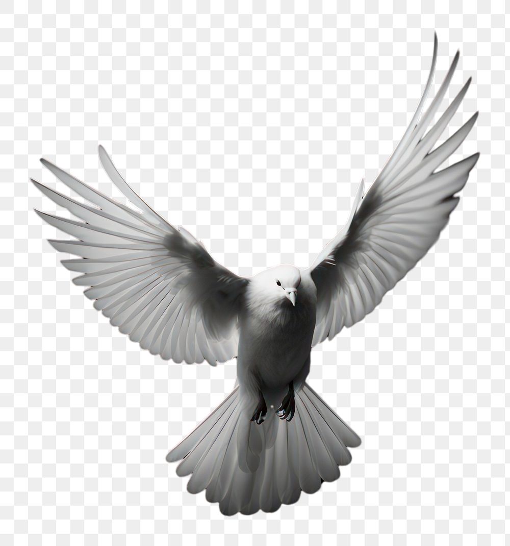 PNG  A white pegeon flying animal black bird.