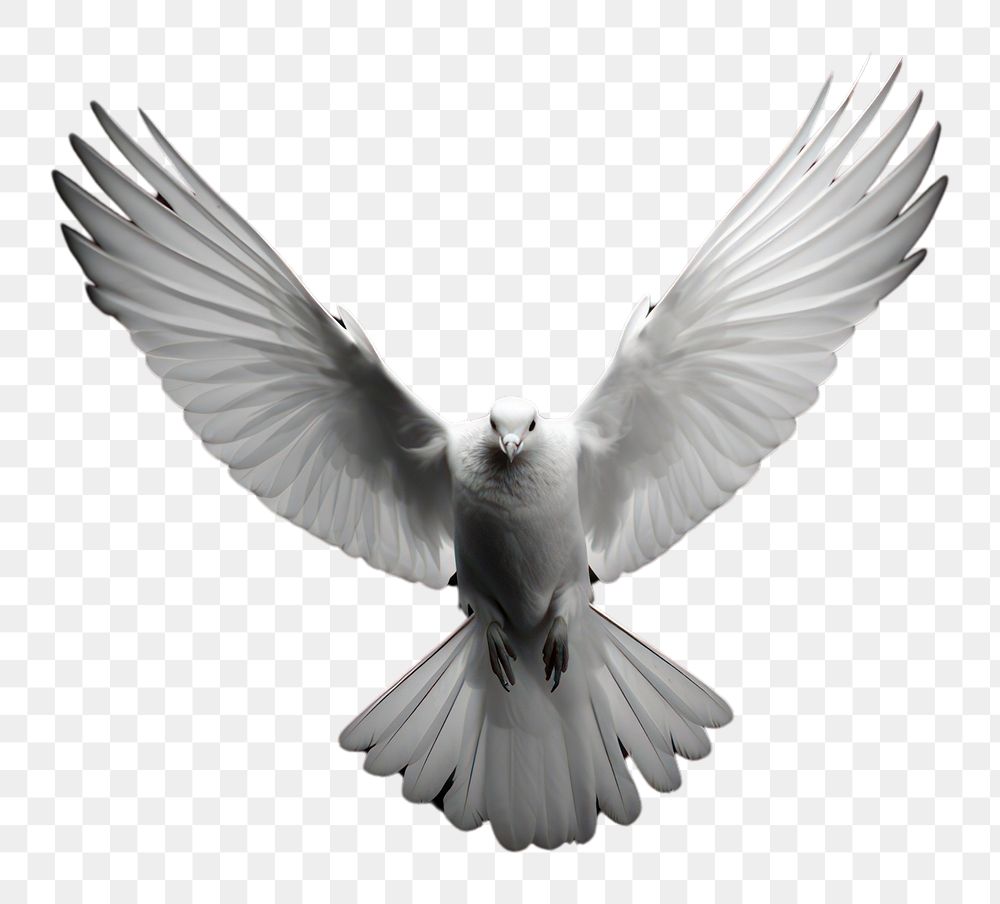 PNG  A white pegeon flying animal black bird.