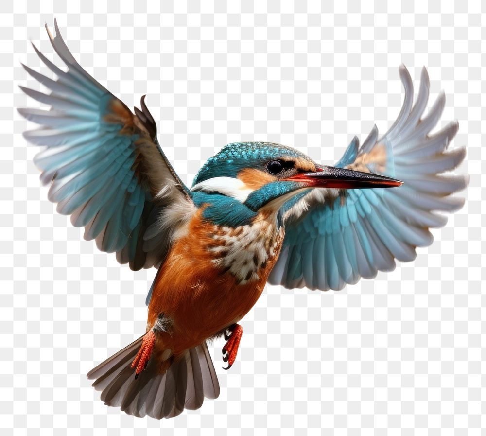 PNG Kingfisher flying animal bird beak