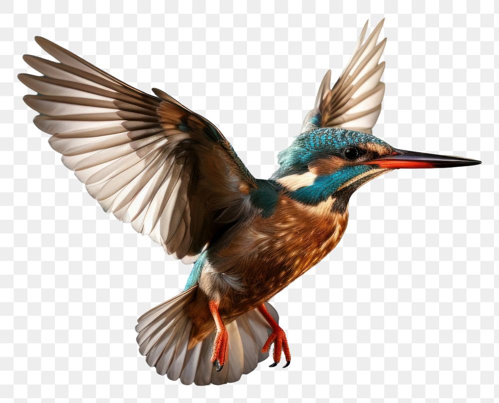 PNG Kingfisher flying animal bird beak.