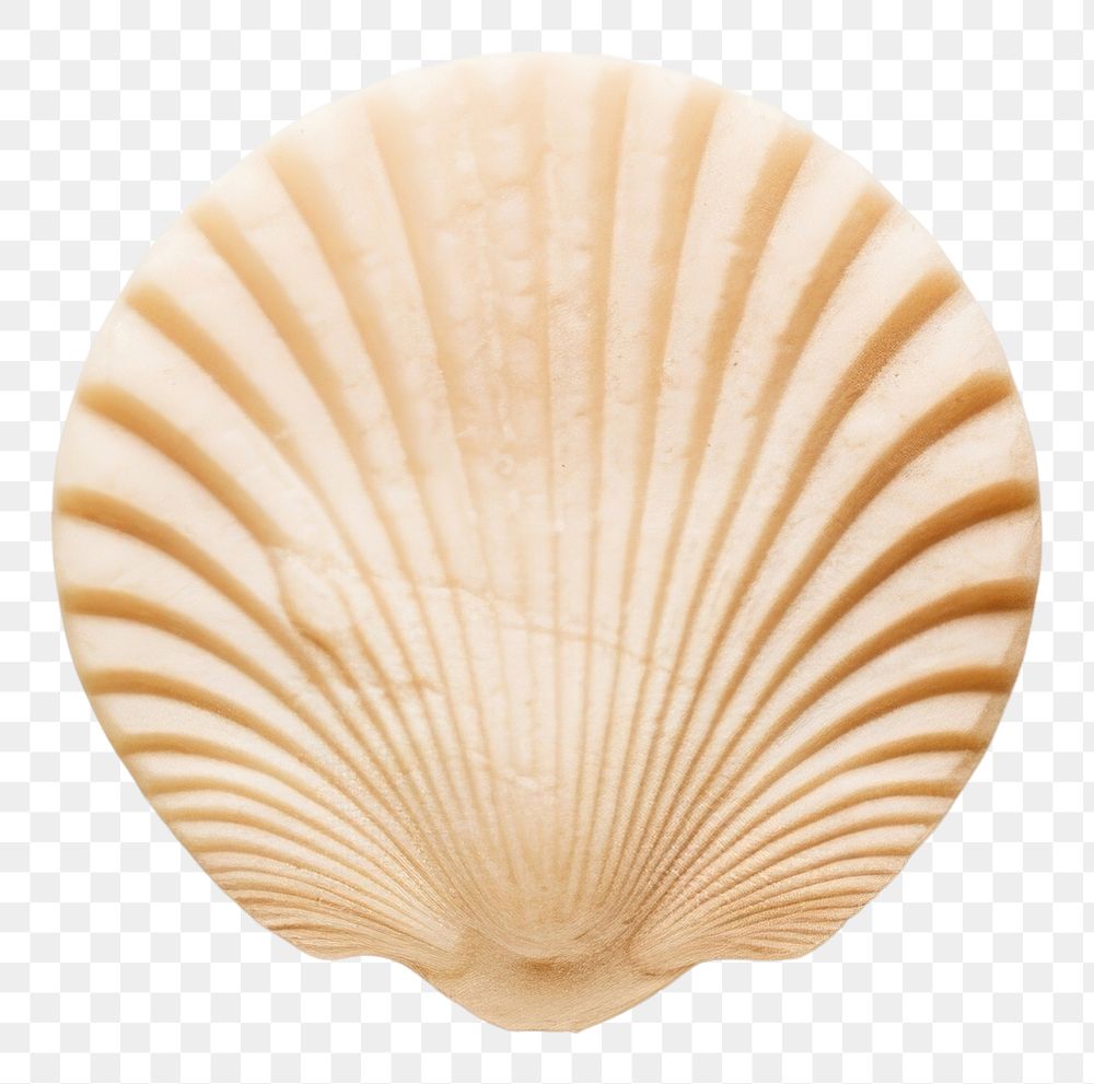 PNG Seal Wax Stamp seashell clam white background invertebrate.