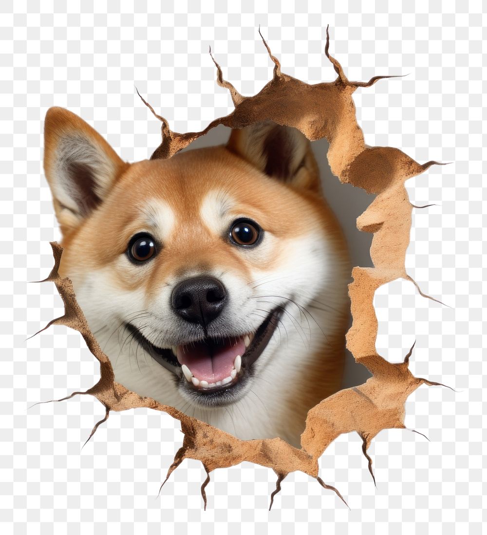 PNG Happy shiba portrait mammal animal