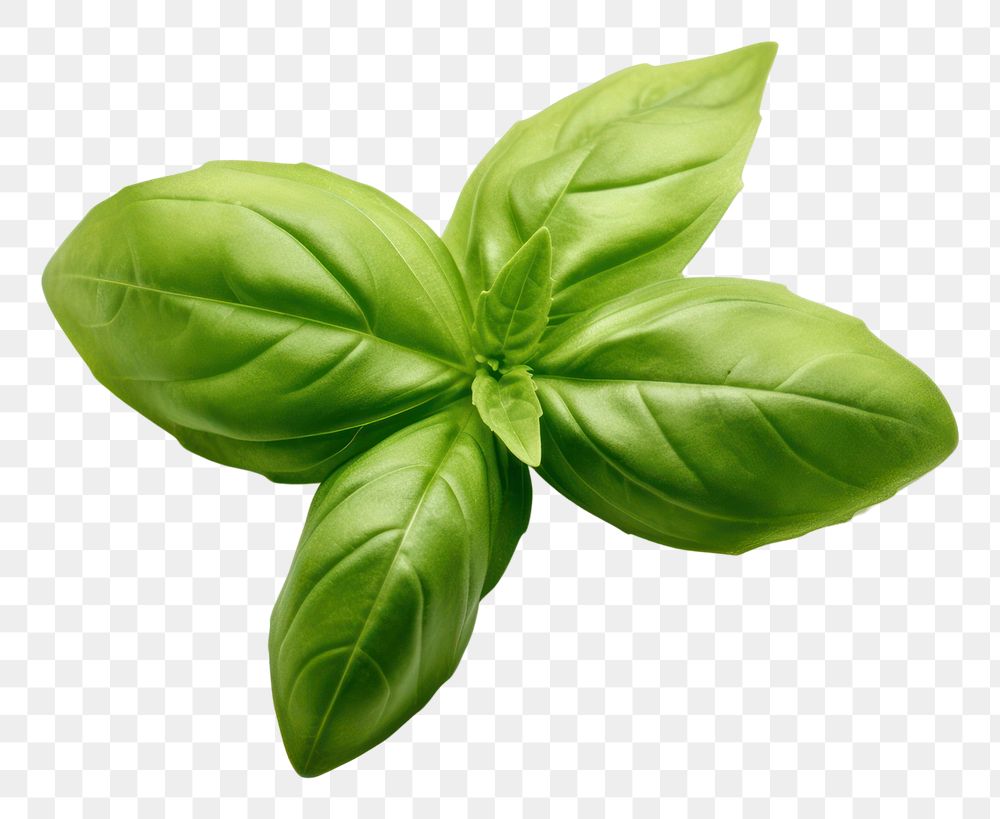 PNG  A basil leave food plant herbs.