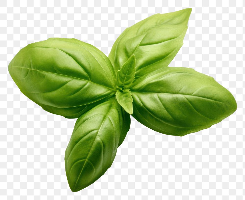 PNG  A basil leave plant herbs food.