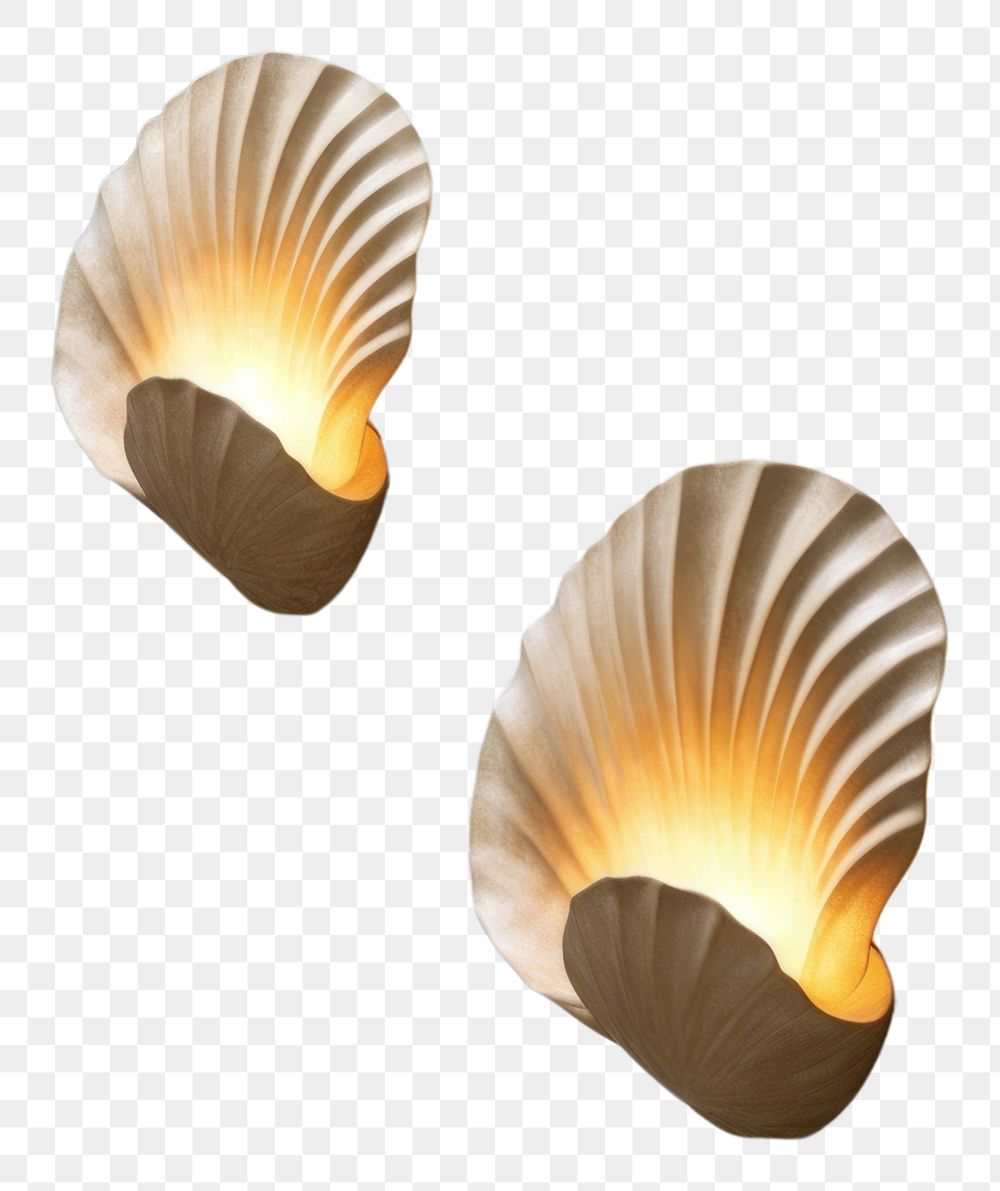 PNG A pair organic shell wall light lamp invertebrate shellfish.