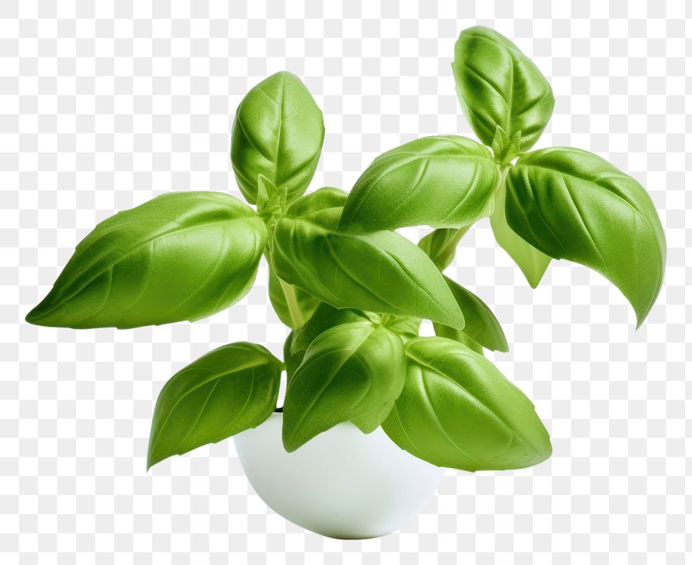 PNG  Levitating basil leaves plant herbs food.
