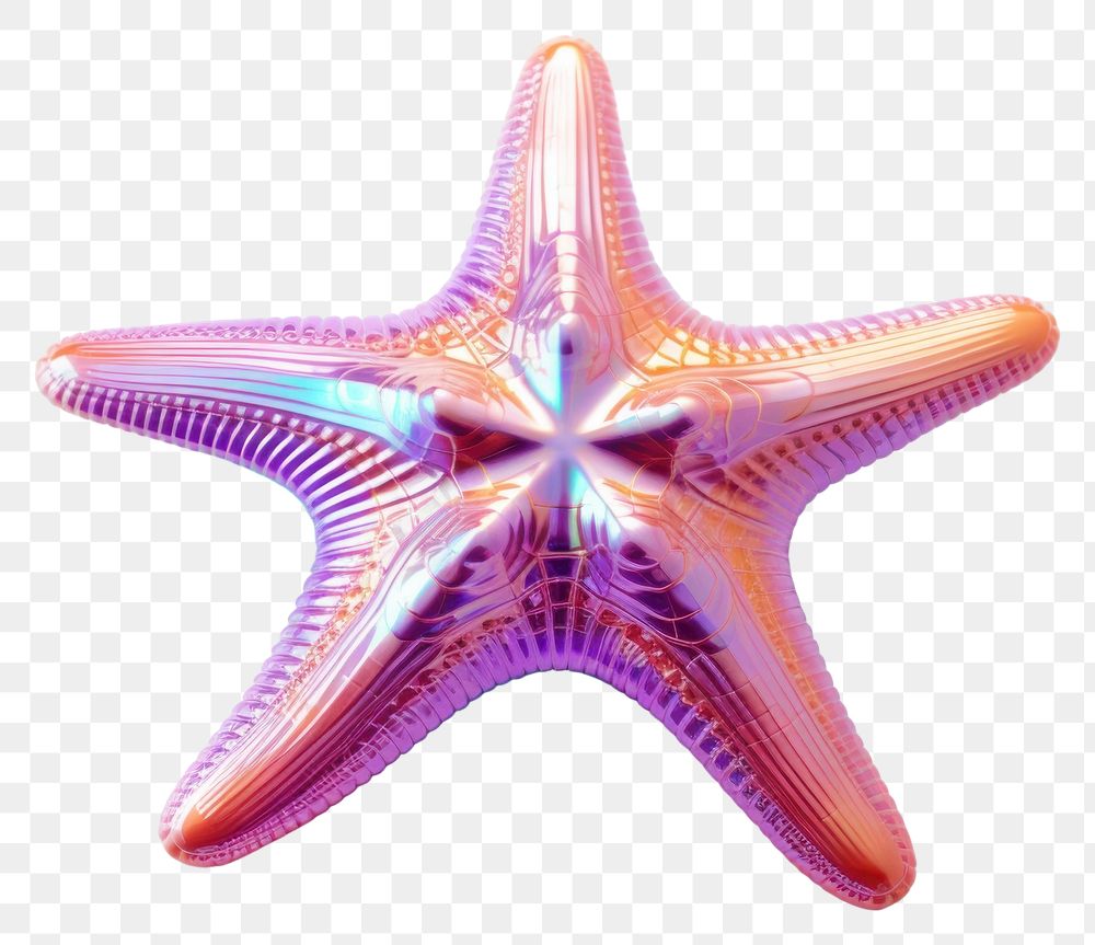 PNG Starfish background white background invertebrate echinoderm.