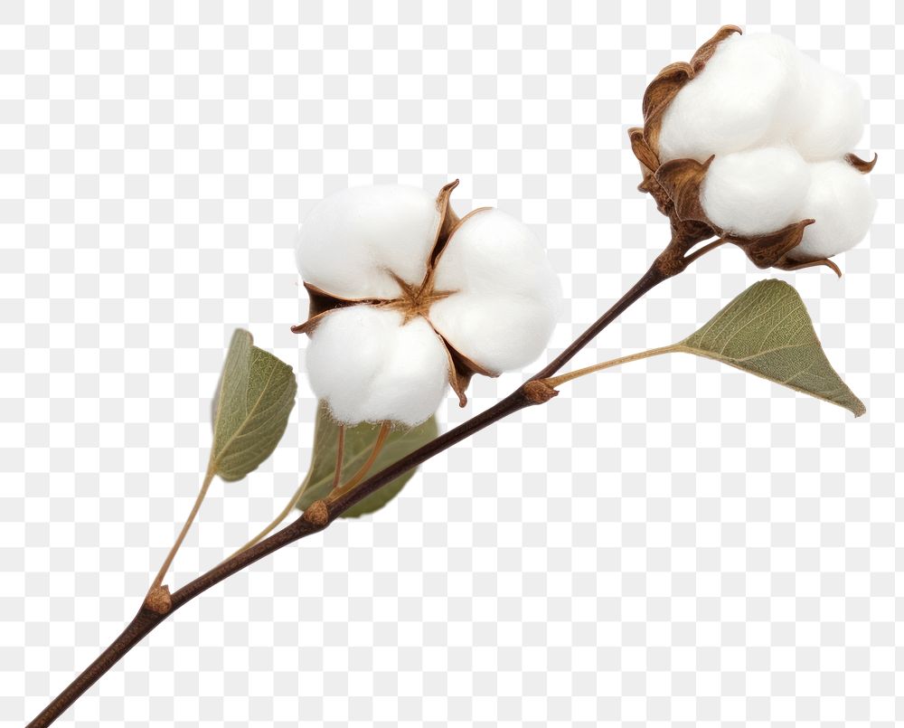 PNG  Cotton branch flower cotton white.