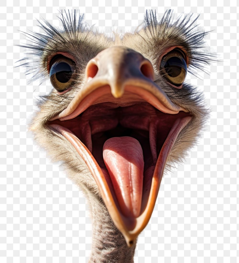 PNG  Selfie of a ostrich animal bird wildlife.