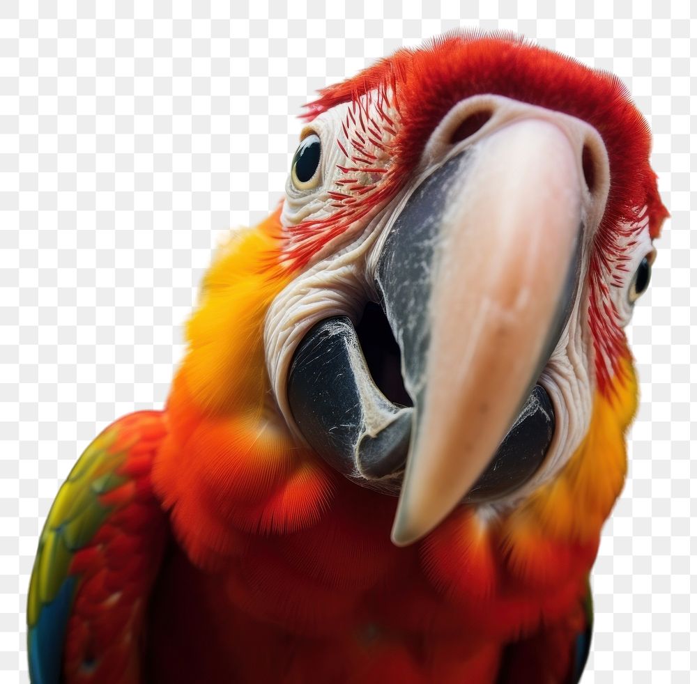 PNG  Animal parrot bird beak.