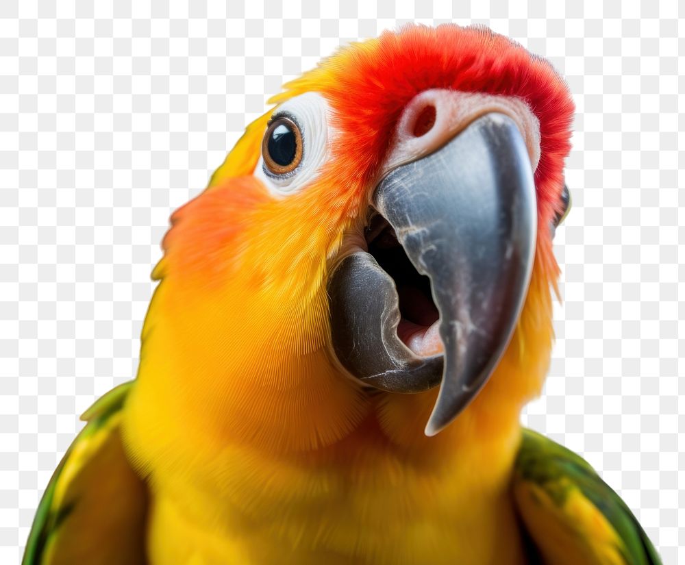 PNG  Parrot animal beak bird.