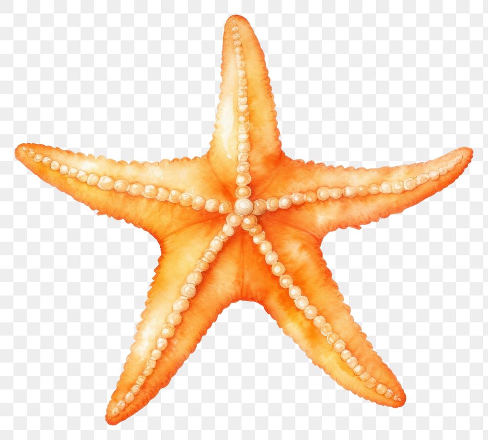 PNG Starfish invertebrate underwater echinoderm.