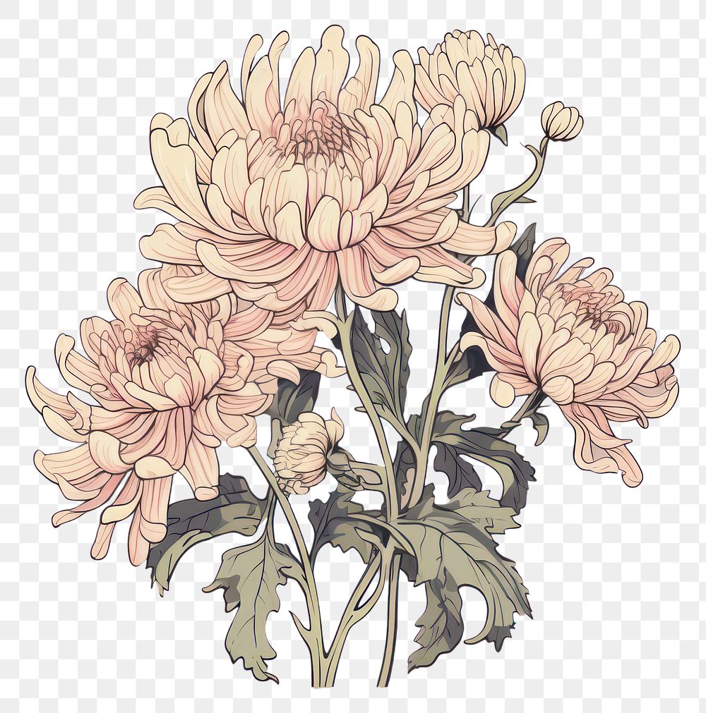 PNG Chrysanthemum frame pattern drawing flower.