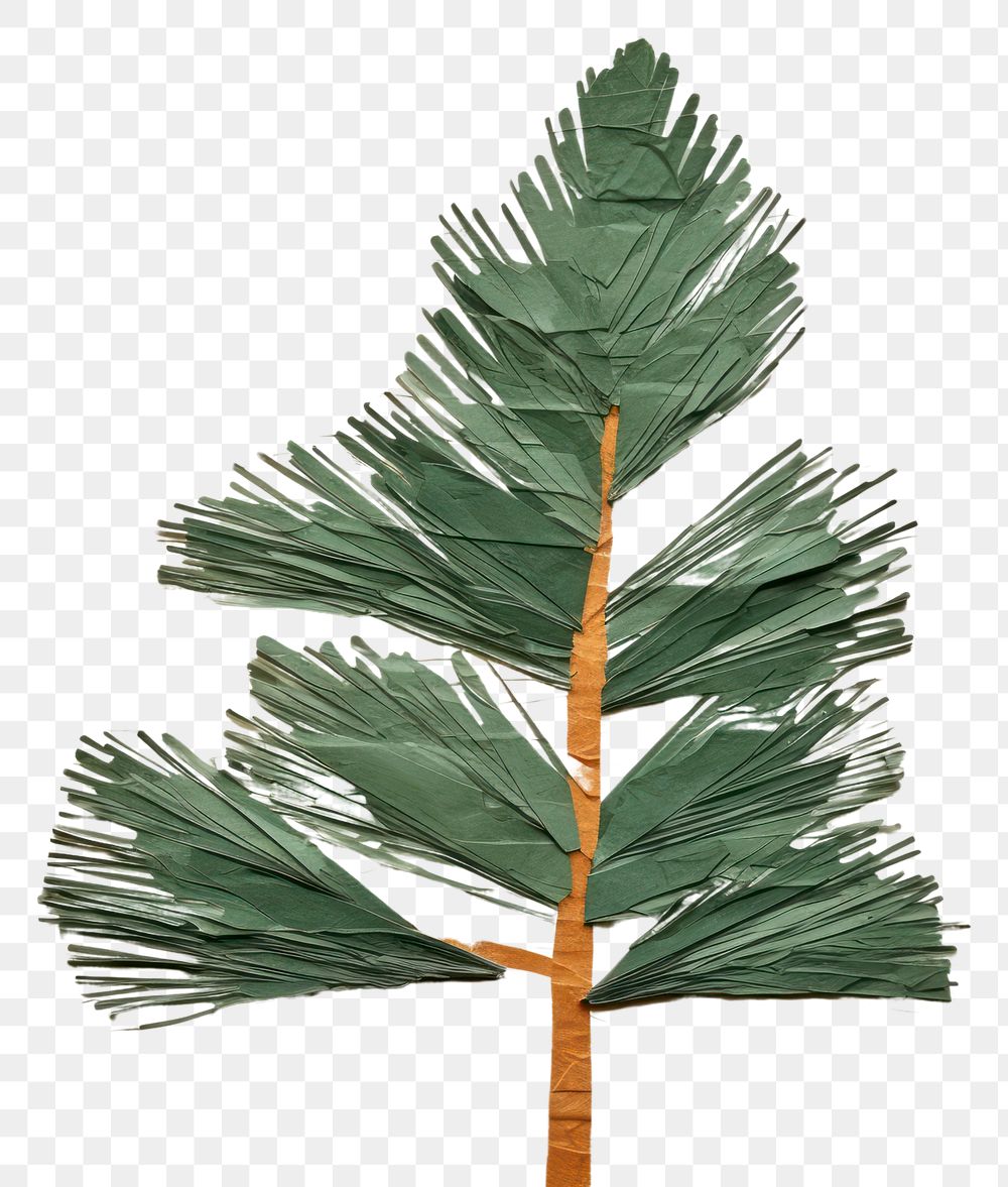 PNG Pine backgrounds plant paper.