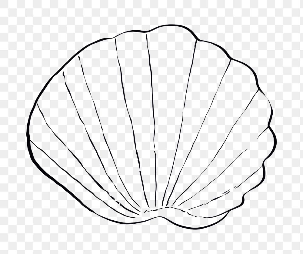PNG Sea shell sketch line clam.