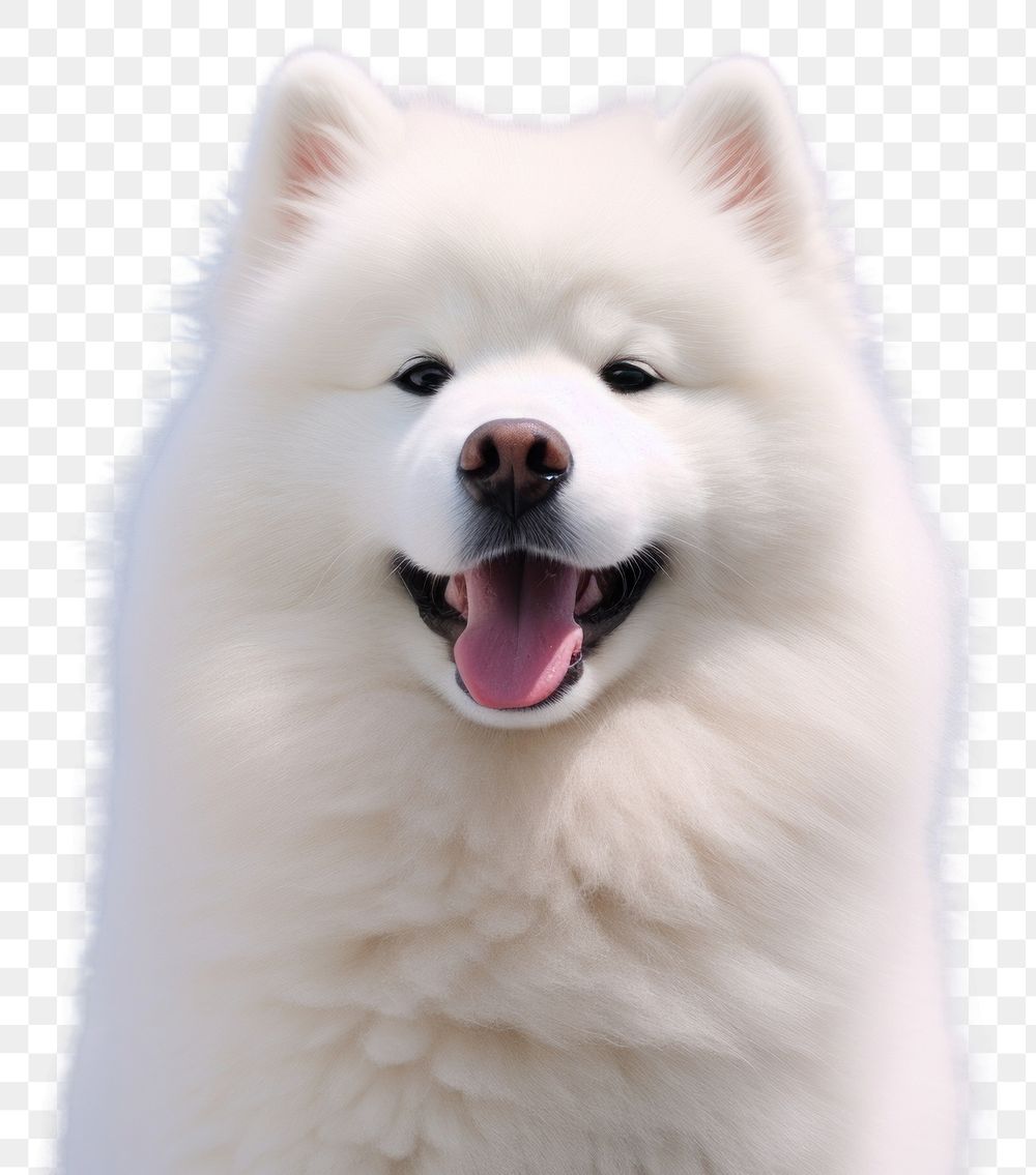 PNG Samoyed dog and sky mammal animal pet. AI generated Image by rawpixel.