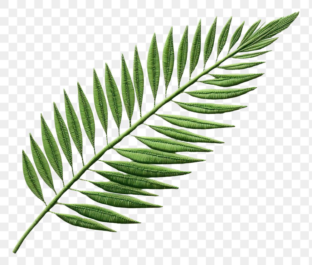 PNG Palm leaf in embroidery style plant fern pattern.