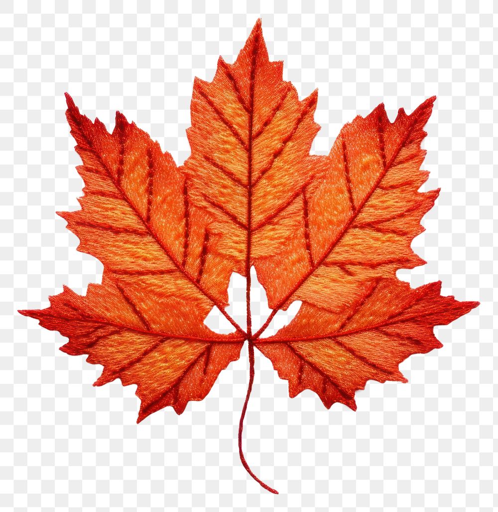 PNG Autumn leaf in embroidery style maple plant tree.