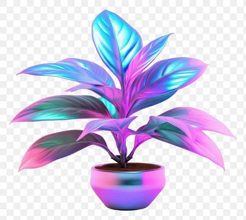 PNG Plant purple leaf white background.