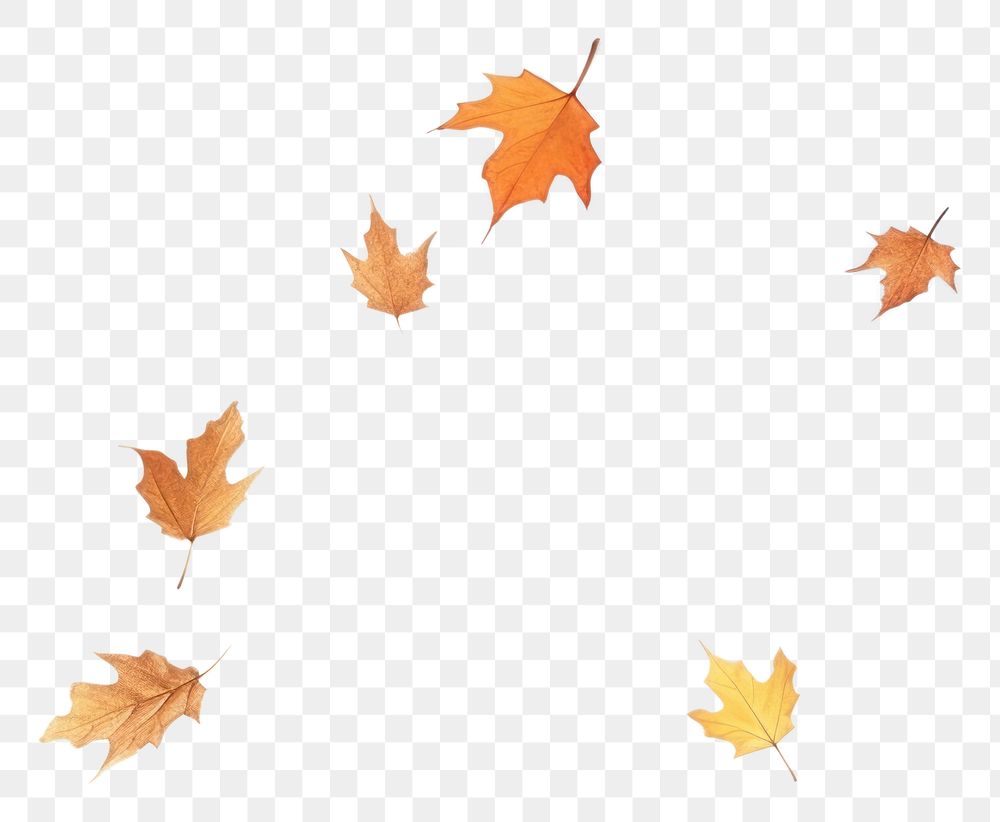 PNG  Autumn leaves backgrounds outdoors nature. AI generated Image by rawpixel.