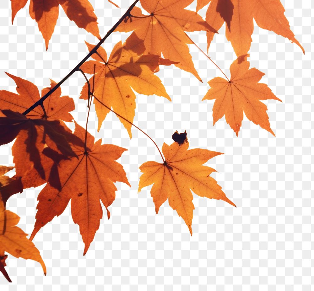 PNG  Autumn leaves backgrounds sunlight plant. AI generated Image by rawpixel.