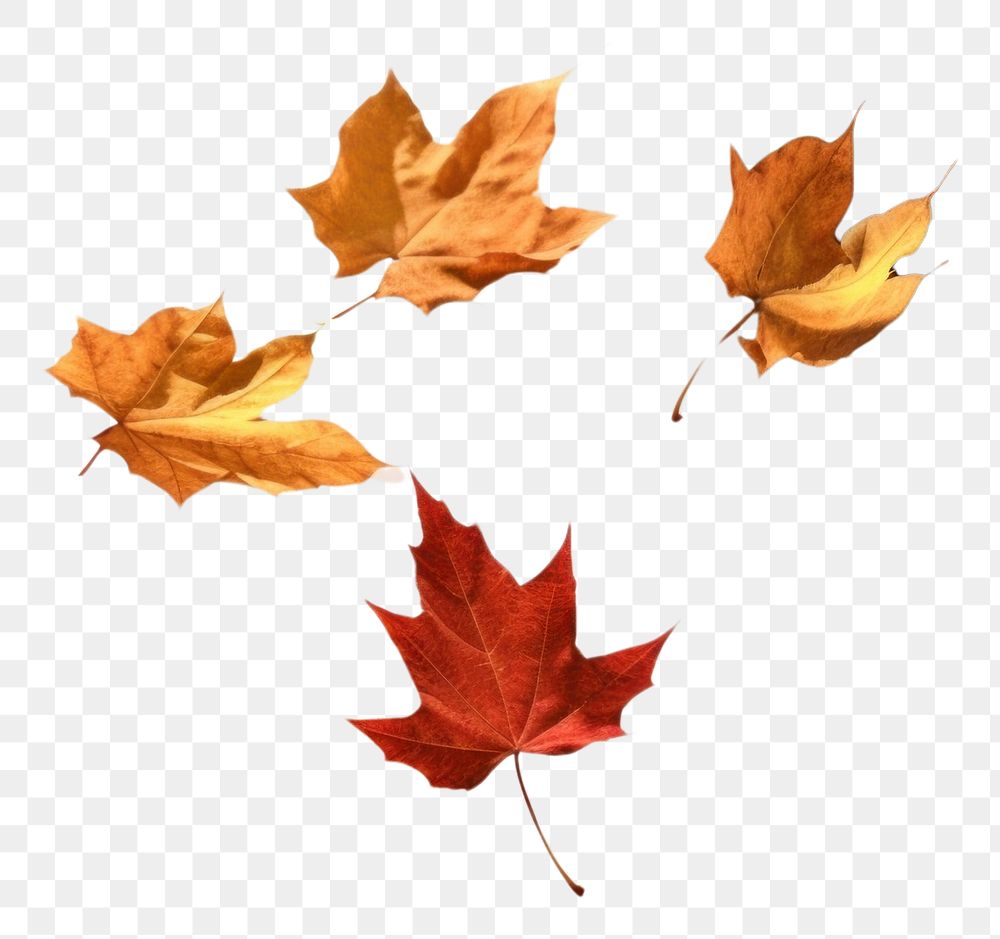 PNG  Autumn leaves plant maple leaf. AI generated Image by rawpixel.