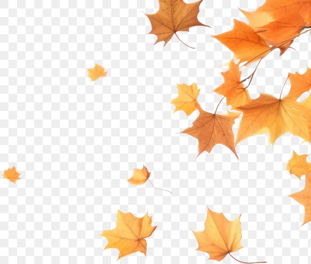PNG  Autumn leaves backgrounds maple plant. AI generated Image by rawpixel.