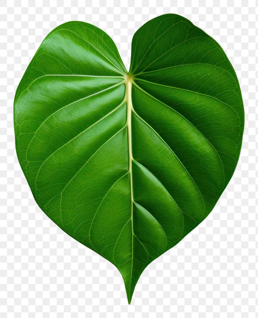 PNG Euclidean leaf plant green freshness.