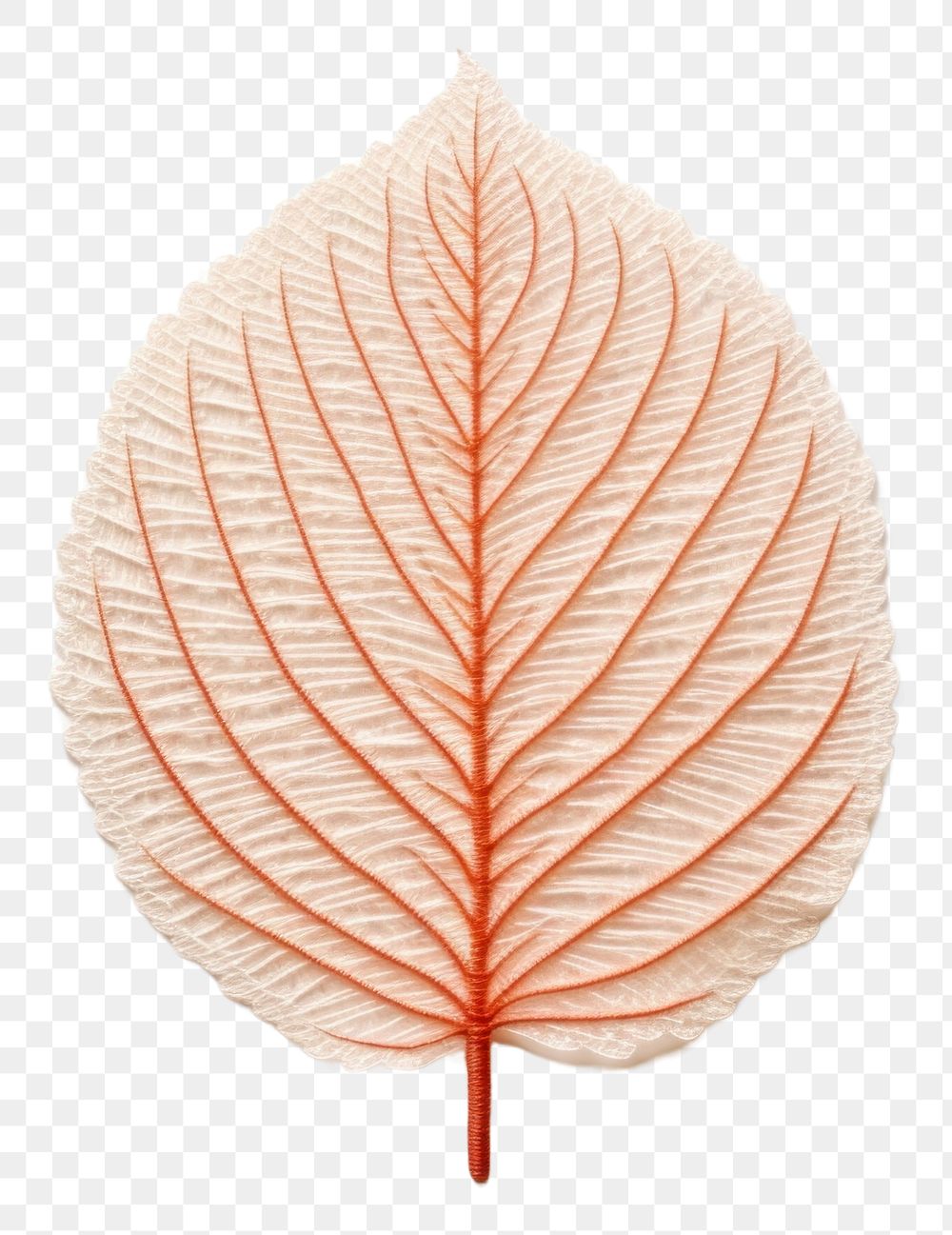 PNG The leaf in embroidery style plant petal fragility.