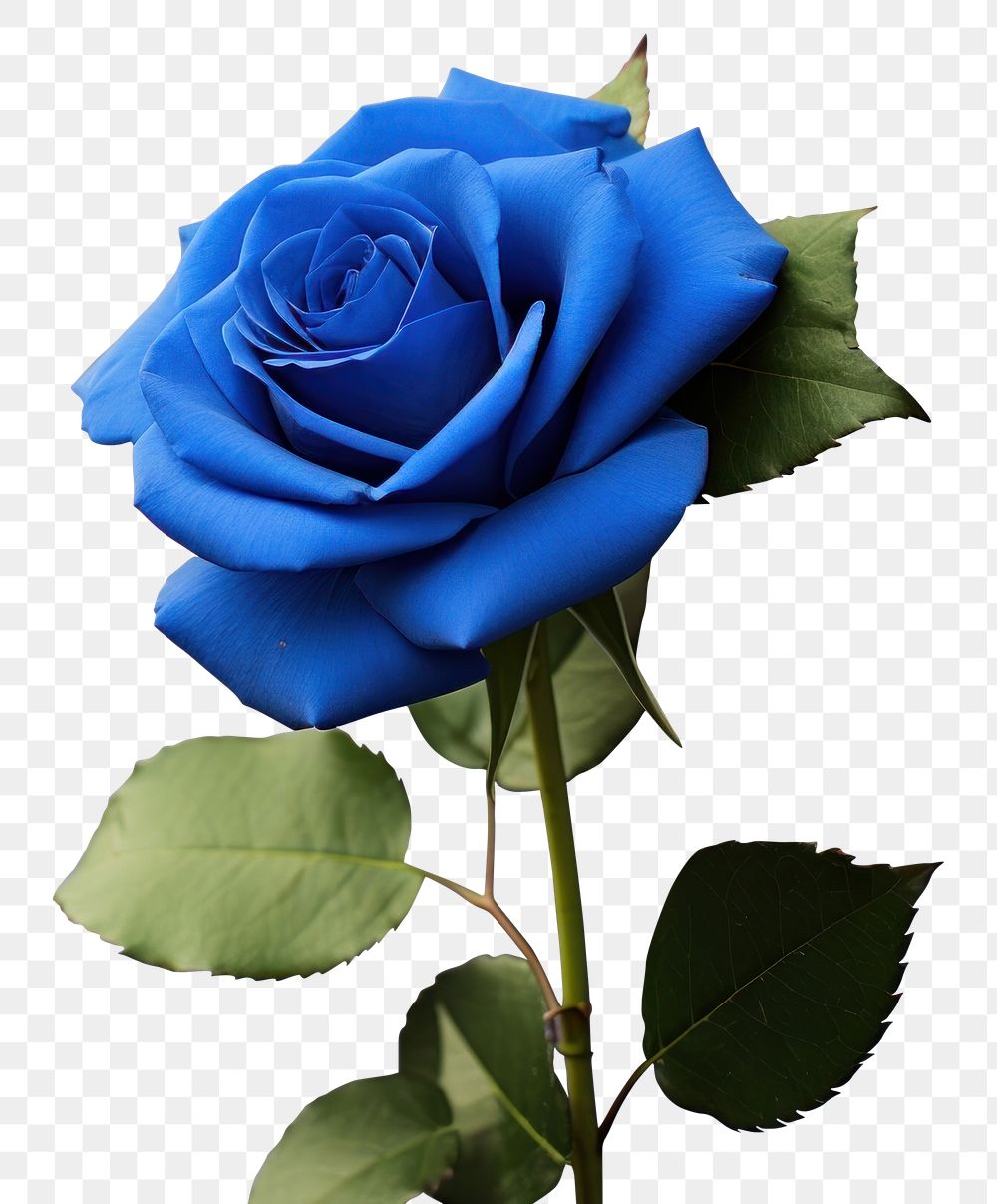 PNG Blue rose flower petal plant. AI generated Image by rawpixel.