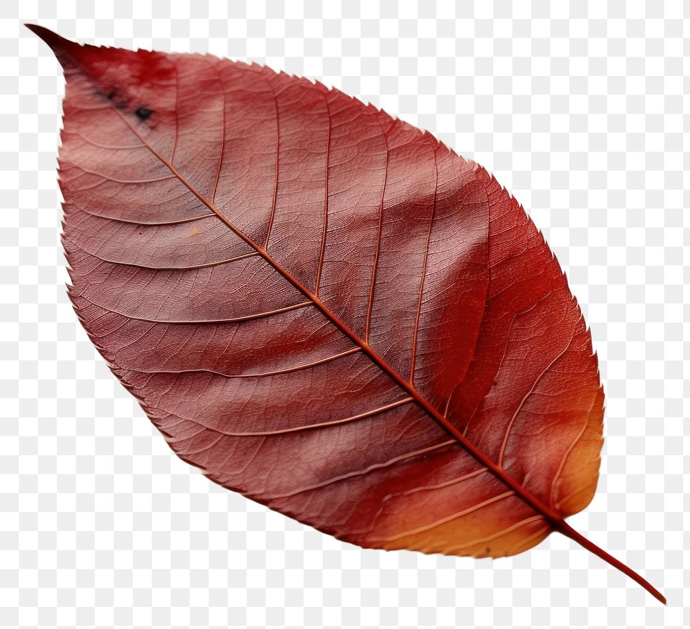PNG Red tree leaf plant fragility freshness.