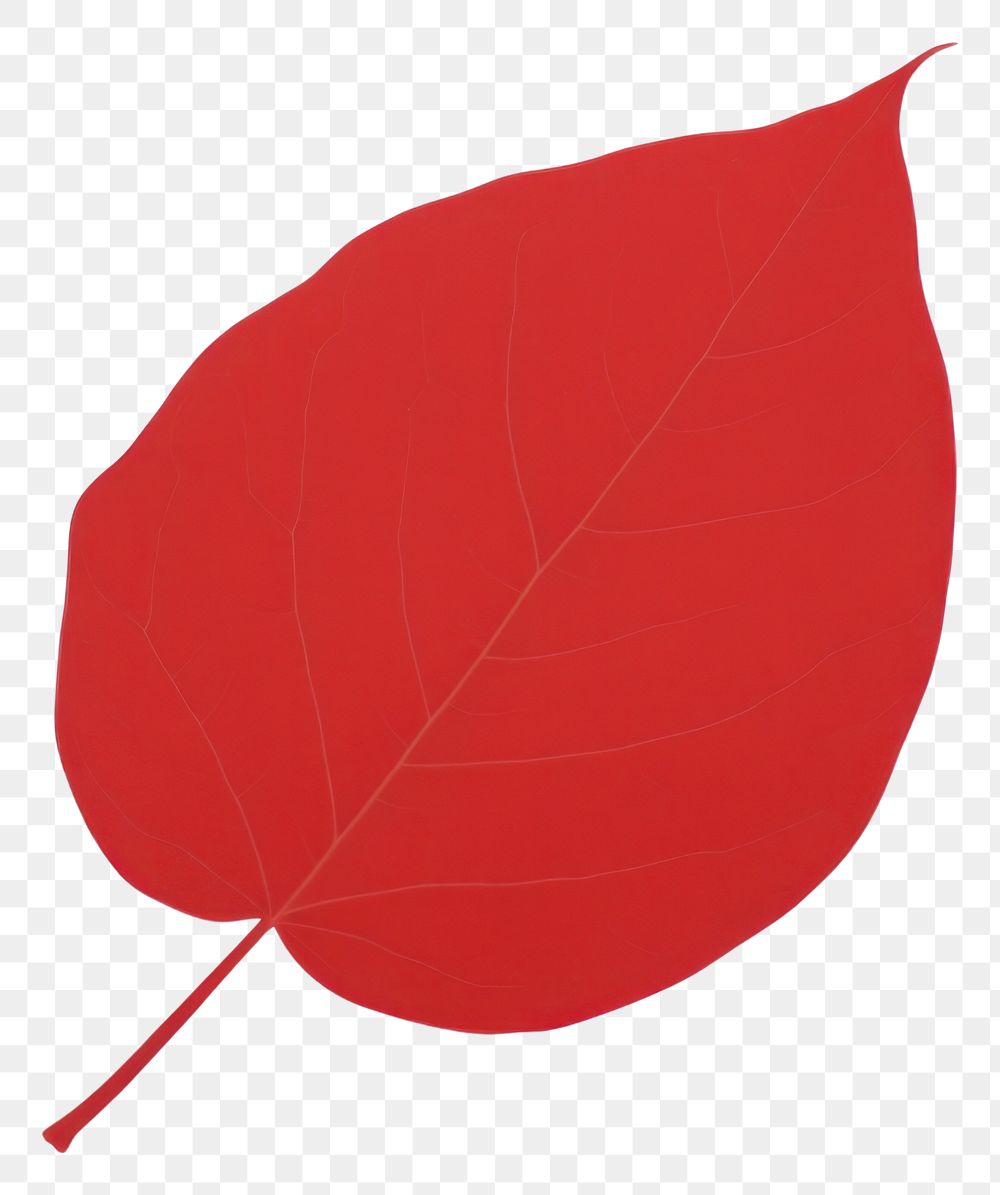 PNG A red leaf plant blossom circle.