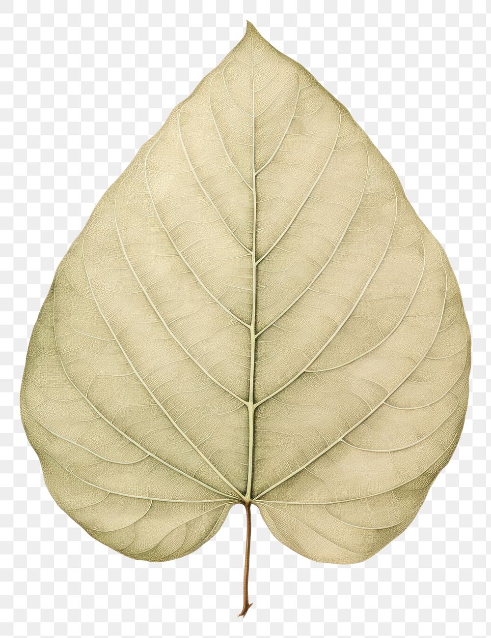 PNG Botanical illustration of a leaf plant pattern blossom.