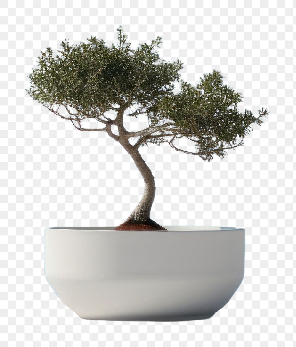PNG Bonsai plant tree vase.