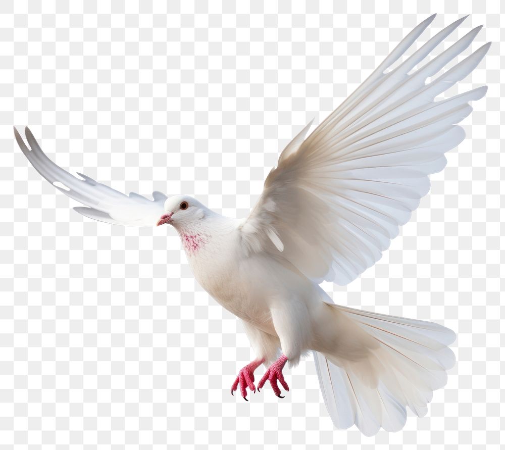 PNG  White dove animal flying bird