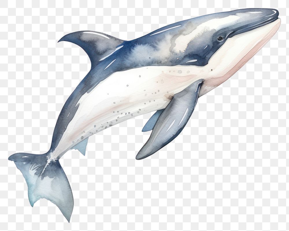 PNG  Orca Whale dolphin animal mammal. AI generated Image by rawpixel.