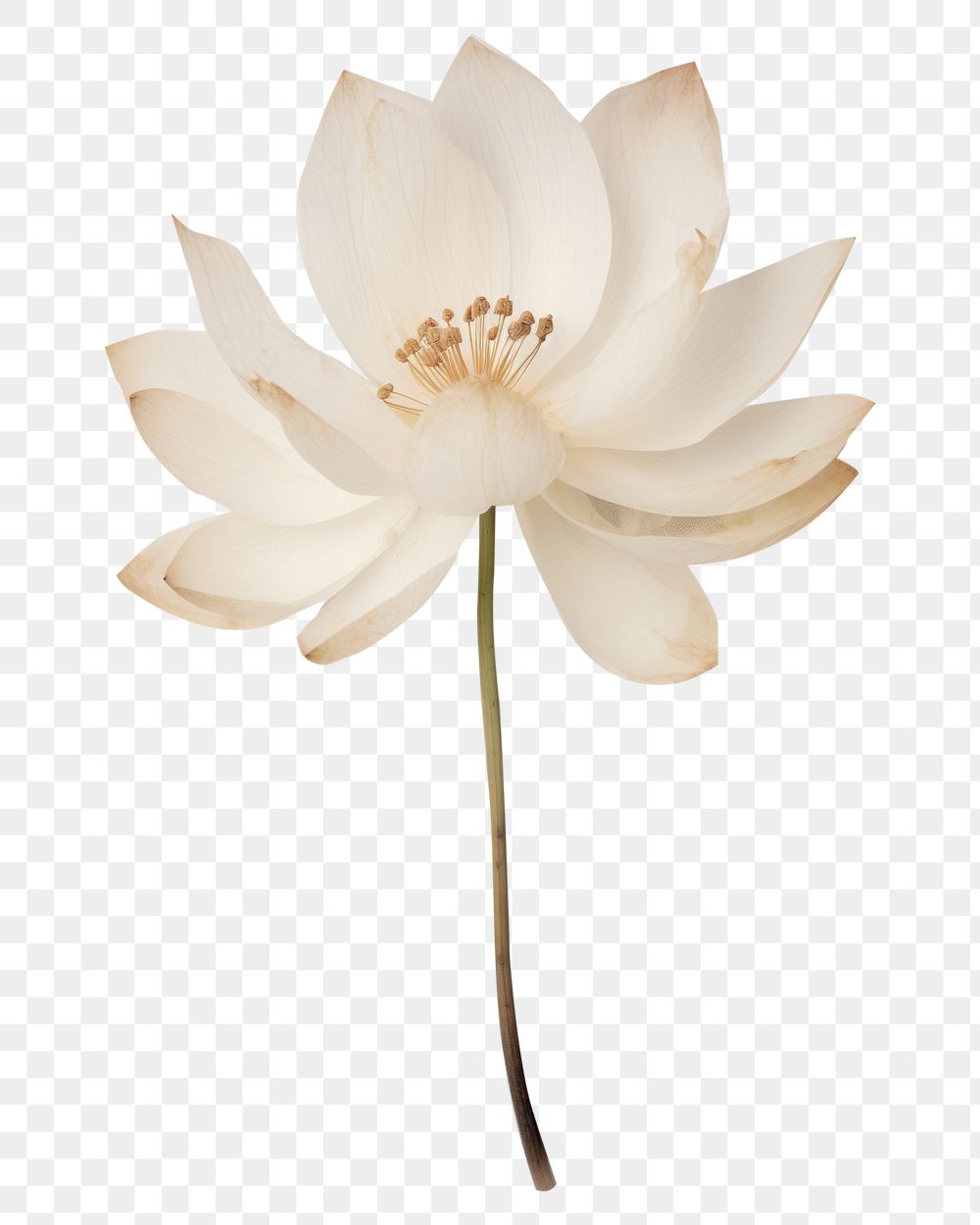 PNG Real Pressed white lotus flower petal plant