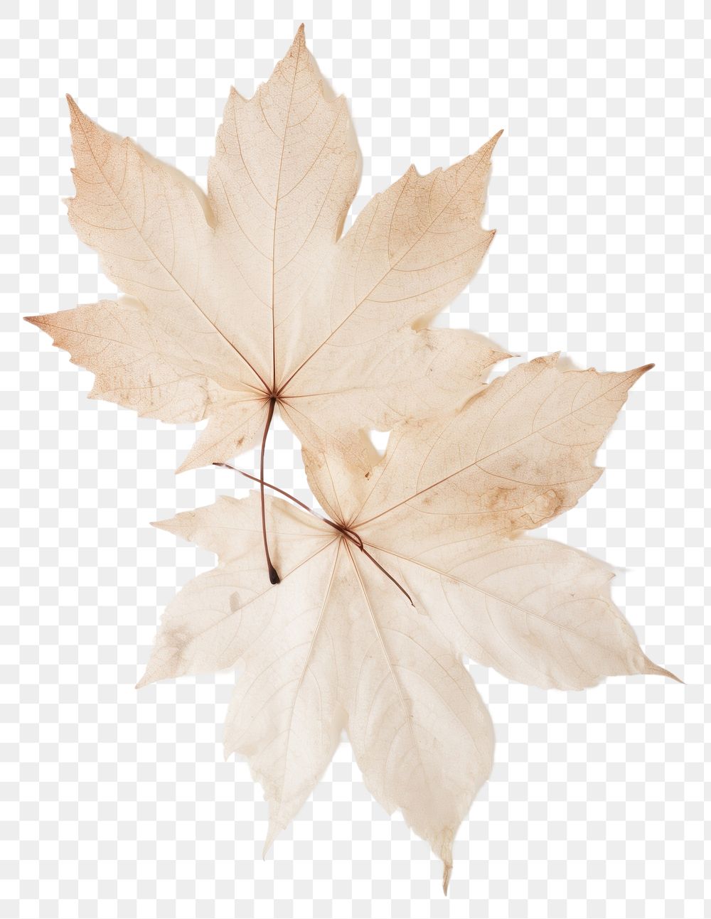 PNG Real Pressed white maple leaves plant leaf tree