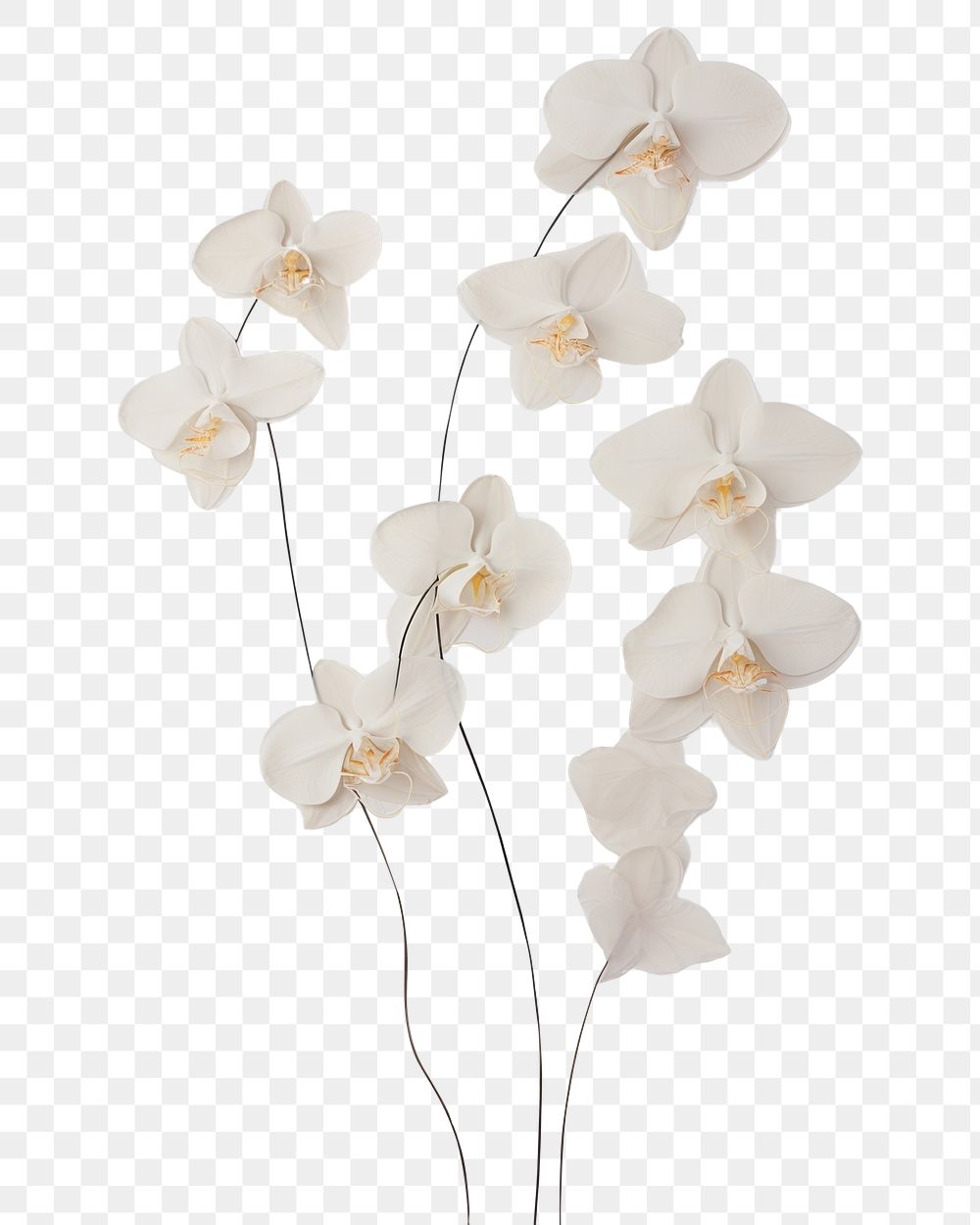 PNG Real Pressed white orchid flowers petal plant fragility.