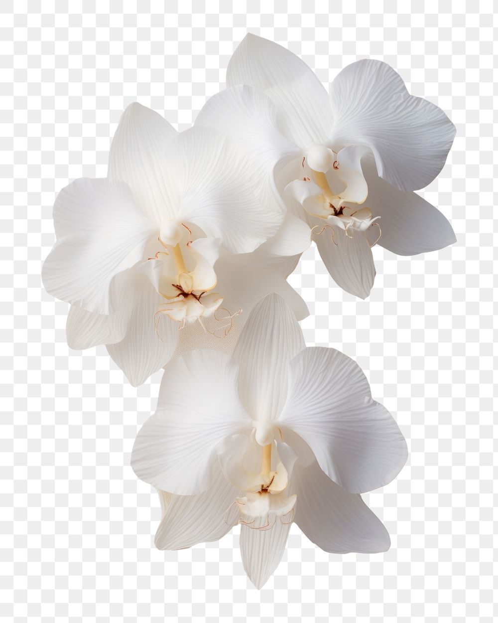 PNG Real Pressed white orchid flowers petal plant inflorescence.