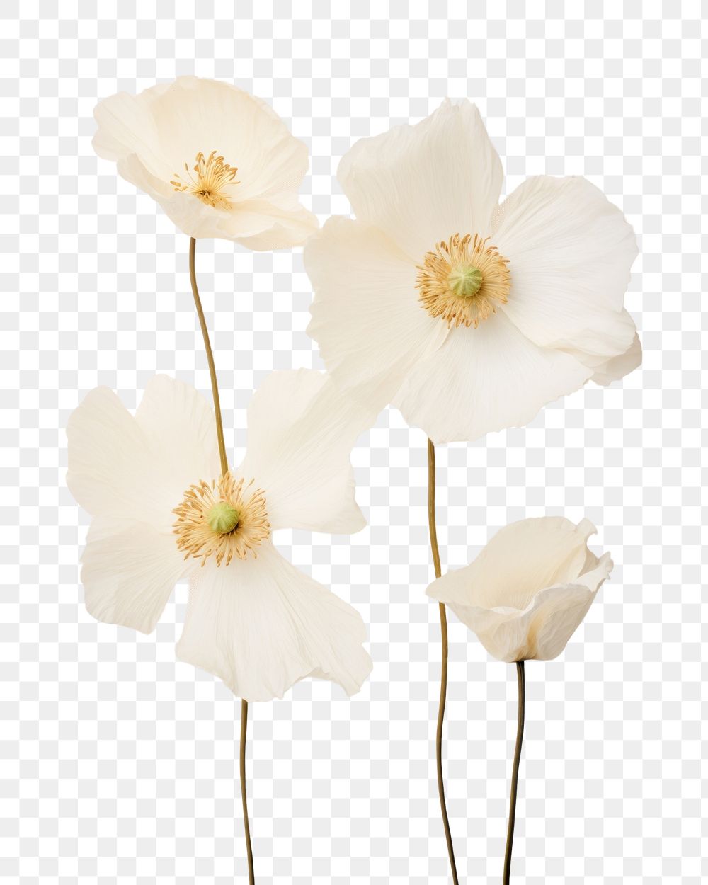 PNG Real Pressed white poppy flowers petal plant inflorescence.