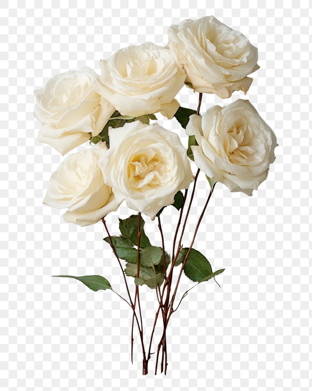 PNG Real Pressed white roses bouquet flower plant petal.