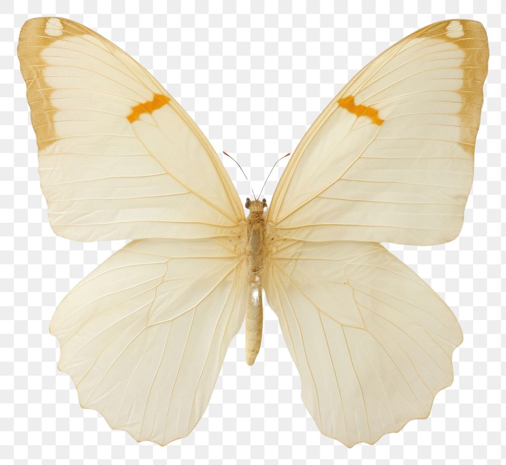 PNG Real Pressed butterfly animal insect moth.