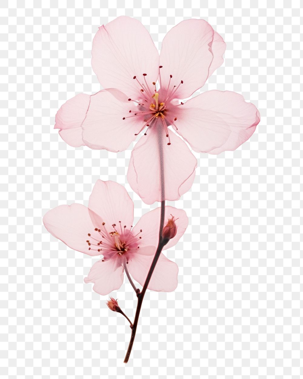 PNG Real Pressed pink cherry blossom flower petal plant.