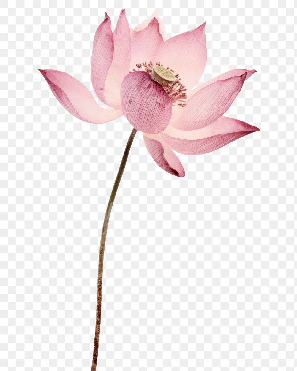 PNG Real Pressed pink lotus flower blossom petal.