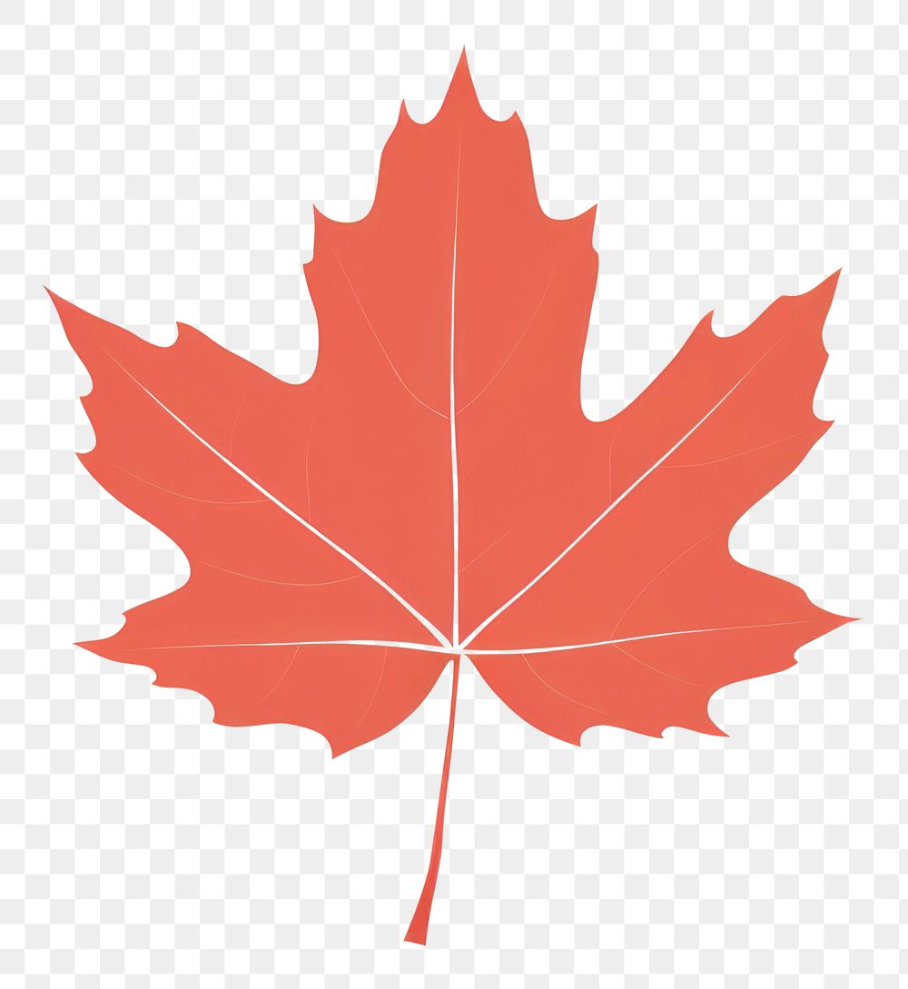 PNG  Illustration of maple leaf plant autumn symbol.