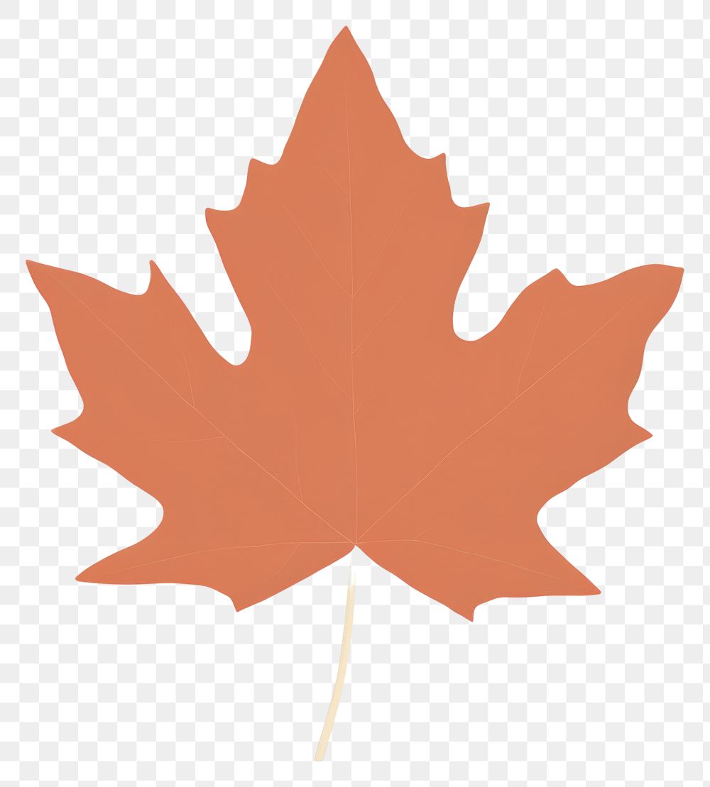 PNG  Illustration of maple leaf plant tree outdoors.