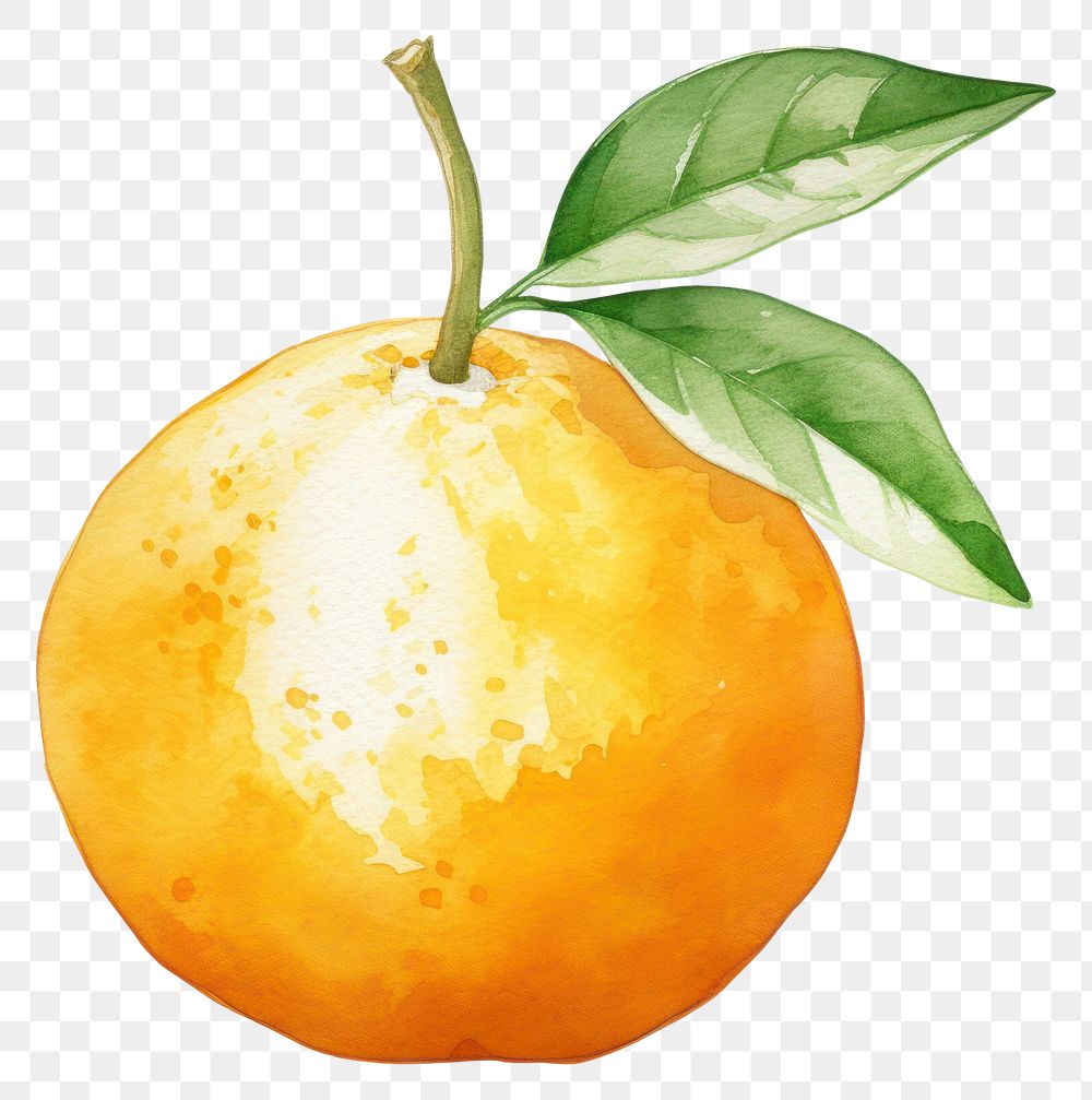PNG Orange clementine fruit plant.